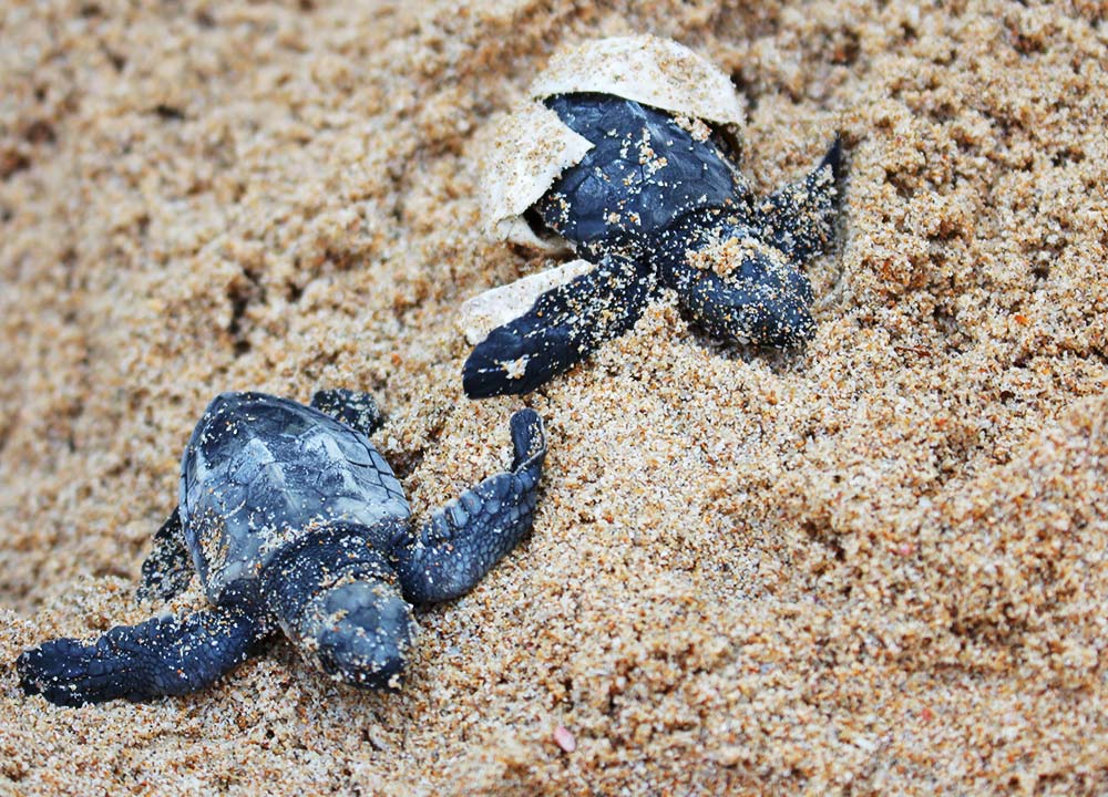 Sea turtle hatchlings emerge from sand