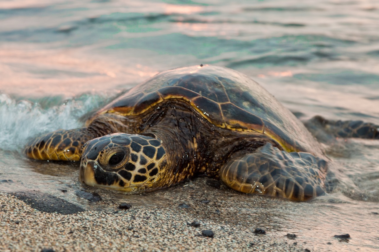 Turtle Hatchery at Galle's Best Resort
