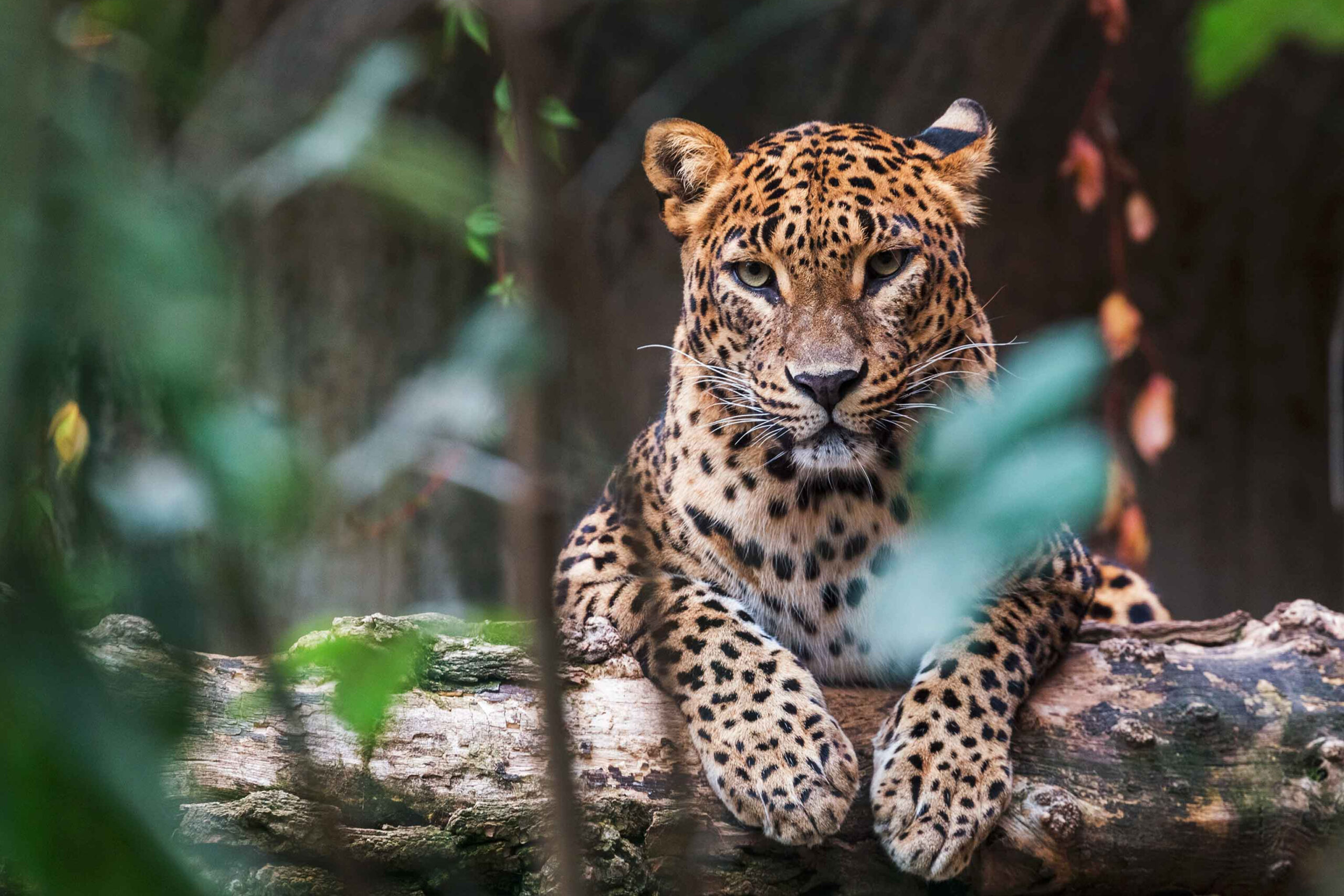 A leopard at Yala National Park, one of 9 excursions offered by Fortress Resort & Spa, best resorts in Galle.
