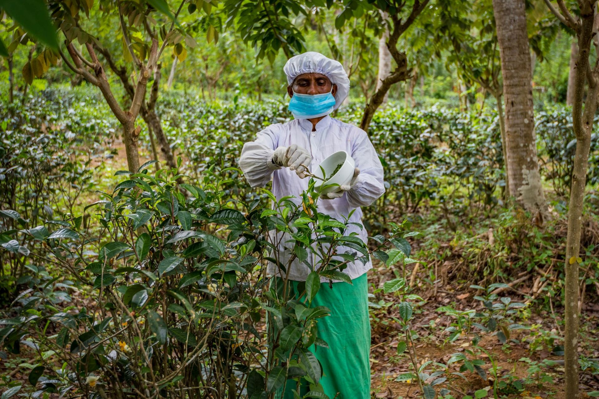 Handunugoda Tea Estate