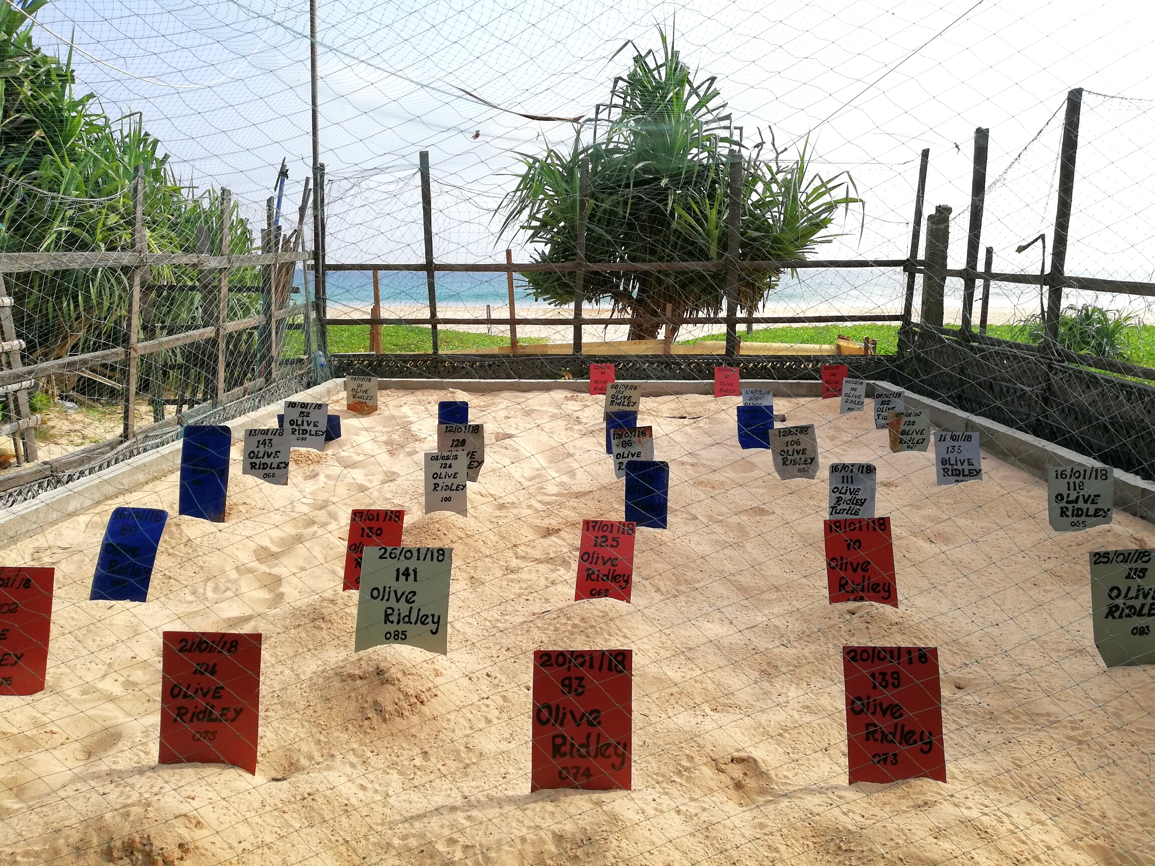 Turtle Hatchery at The Fortress resort & Spa