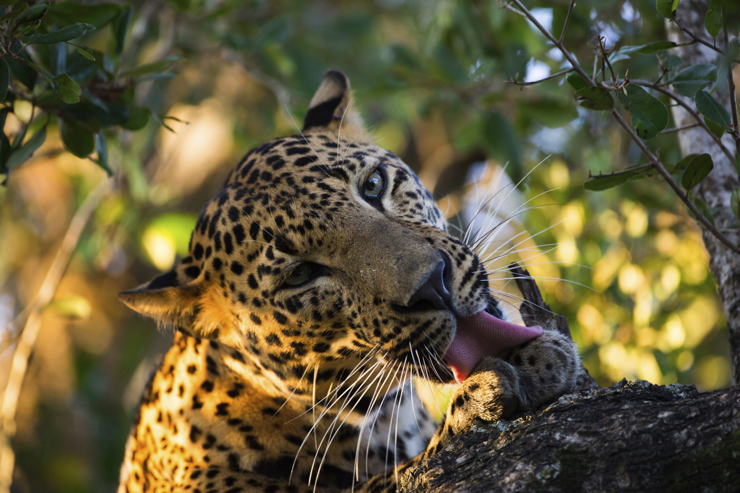 Wildlife safari in Sri Lanka excursion from The fortress Resort & Spa, one of the top ahangama hotels